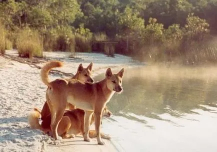 Wild Dog Dingo