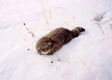 Wildcat Manul (Pallas pisică)