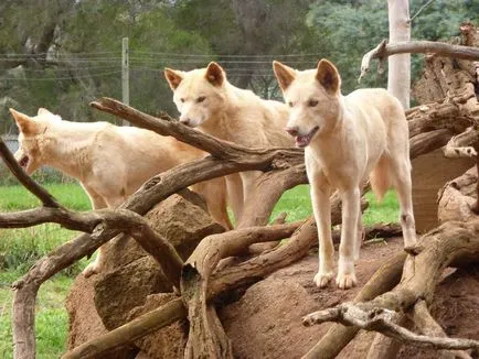Dingo - un caine care nu latra
