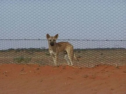 Wild Dog Dingo