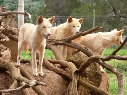Wild Dog Dingo