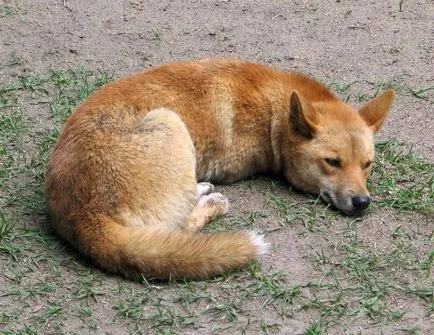 Dingo - un caine care nu latra