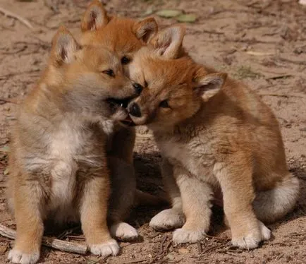 Wild Dog Dingo