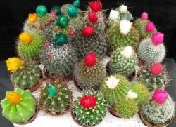 cactus acasă
