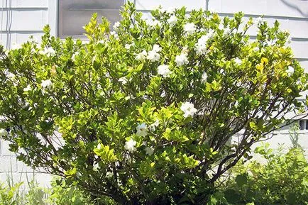 Acasă gardenie - îngrijire, fotografie, transplant; De ce este gardenie negru, se usuca si cade