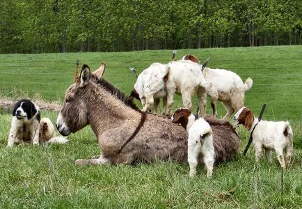 măgari domestice, enciclopedia de animale (de origine a acestora) măgari domestice, enciclopedie animale