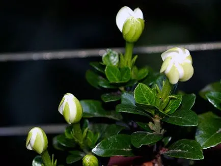 Acasă gardenie - îngrijire, fotografie, transplant; De ce este gardenie negru, se usuca si cade