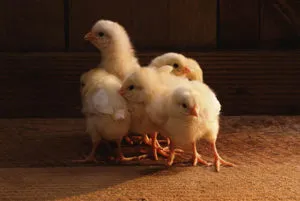 Acasă veterinară Kit medicament pentru pui broiler din primele zile (medicamente pentru puii de carne) Acasă Kit medicină veterinară pentru pui broiler din primele zile