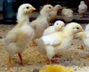 Acasă Kit medicină veterinară pentru pui broiler din primele zile (kit) Acasă Kit medicină veterinară pentru pui broiler din primele zile
