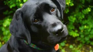 Efectul placebo la animale modul de a controla mintea cainelui tau - bbc Serviciul rus