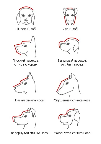 Exteriorul a capului - totul despre caini - articole despre caini - totul despre caini, toate pentru iubitorii de câini (exterior) Exteriorul a capului - totul despre caini - articole despre caini - totul despre caini, toate pentru iubitorii de câini