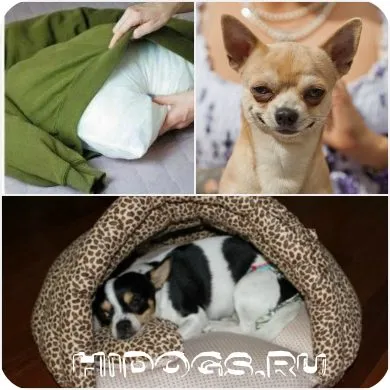 Casa de Chihuahua cum să facă un cotete și o casă mică pentru un câine (foto)