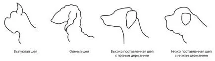 Exteriorul a capului - Totul despre caini - articole despre caini - totul despre caini, toate pentru iubitorii de câini (canini fiecare falcă) Exteriorul a capului - totul despre caini - articole despre caini - totul despre caini, toate pentru iubitorii de câini