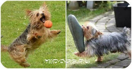 Formarea Yorkshire Terrier special de educație (foto)