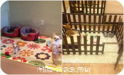 Casa de Chihuahua cum să facă un cotete și o casă mică pentru un câine (foto)