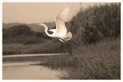 Efect sepia în Photoshop