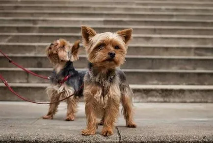 Formarea și educația adulților și căței York Yorkshire Terrier (York) Formarea și educația adulților și căței York Yorkshire Terrier