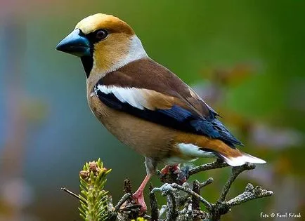 Grosbeak, grosbeak (Coccothraustes Coccothraustes), natura data numărul zonei de habitat de plecare