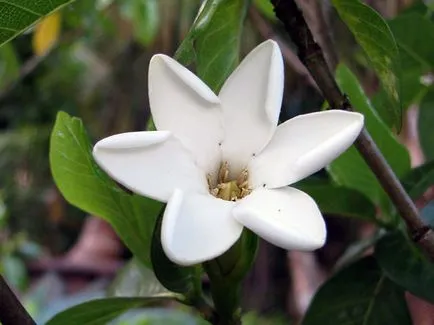 Acasă gardenie - îngrijire, fotografie, transplant; De ce este gardenie negru, se usuca si cade
