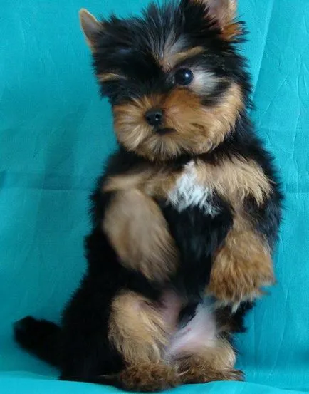 Training Yorkshire Terrier - etapa a procesului, yorkmoy meu York