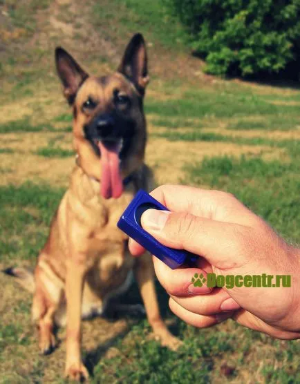 Formarea câinilor cu toate marile echipe (formare) Dog de formare cu toate comenzile de bază