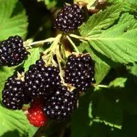 Blackberry - proprietăți utile