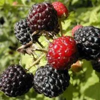 Blackberry - proprietăți utile