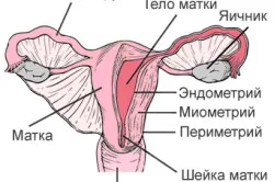 Proliferative endometru tip pas