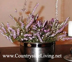 Eric (erica), plante, Heather flori