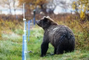 Electroshepherd pro ovine și contra dispozitivului (Garduri electrice) pro oi Electroshepherd și contra dispozitivului