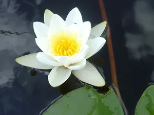 Enciclopedia de plante de apă-crin (apă crin, Nymphaea) (tipuri de nuferi) Enciclopedia de plante de apă-crin (apă crin, Nymphaea)