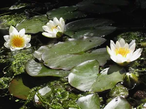 Enciclopedia de plante de apă-crin (apă crin, Nymphaea) (apă) Enciclopedia de plante de apă-crin (apă crin, Nymphaea)