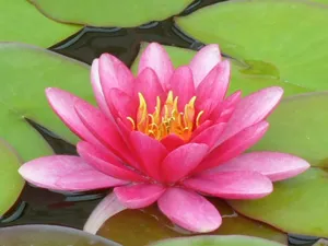Enciclopedia de plante de apă-crin (apă crin, Nymphaea) (galben apă crin) Enciclopedia de plante de apă-crin (apă crin, Nymphaea)