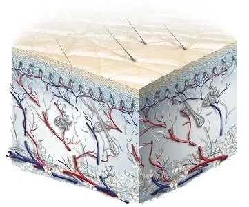 Epiderma - este structura epidermei