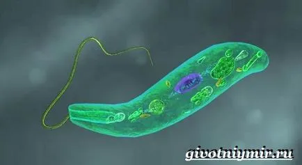 Euglena verde
