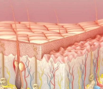 Epiderma - este structura epidermei