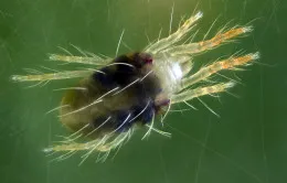 Ficus Ginseng Îngrijire