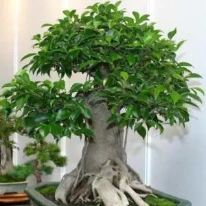 Ginseng Ficus (Ficus microcarpa ginseng) de îngrijire, de propagare și transplantare