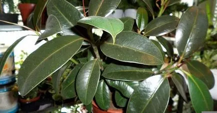 Ficus Elastica cum să formeze o coroană la domiciliu