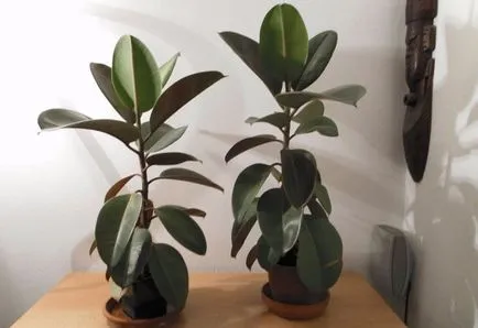Ficus Elastica cum să formeze o coroană la domiciliu