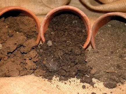 Ficus Ginseng mikrokarpa de îngrijire la domiciliu, de reproducție