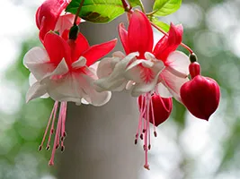 de îngrijire la domiciliu fuchsia