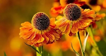 Helenium - plantarea și îngrijirea în câmp deschis, cultivarea și întreținerea