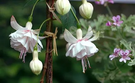 Fuchsia - creșterea și îngrijirea la domiciliu și grădină, de reproducere, foto, video