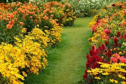 Helenium - plantarea și îngrijirea în câmp deschis, cultivarea și întreținerea