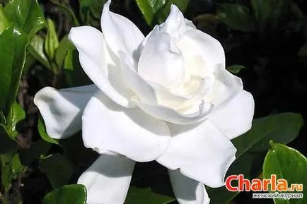 jasminoides Gardenia