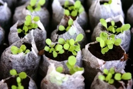 Helenium - plantarea și îngrijirea în câmp deschis, cultivarea și întreținerea