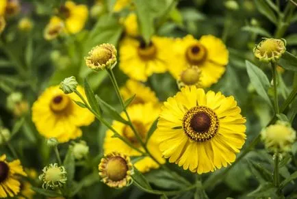cultivarea helenium și întreținere, fotografie, varietate (în creștere) cultivarea helenium și întreținere, fotografie, grad