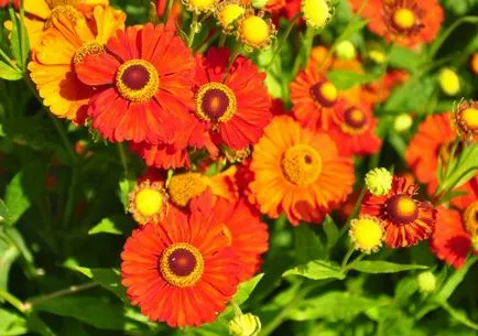 cultivarea helenium și întreținere, fotografie, grad (helenium) cultivarea helenium și întreținere, fotografie, grad