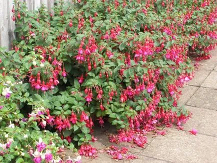 cultivarea fuchsia și de îngrijire la domiciliu, transplantare, fertiliza
